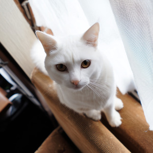 ねこのきもち