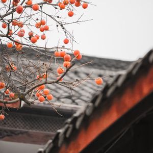 山花寻海树（cover:黄诗扶）