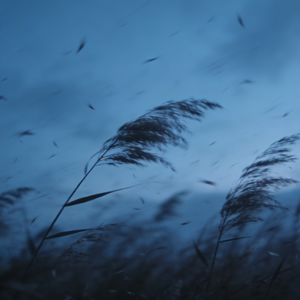 芦苇飞（摇滚版）