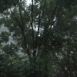 贼（翻自郑宜农）