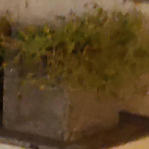 הולך למקום, נופל למים, קיר טחב לידי\לא ראיתי, שקית חלק ב