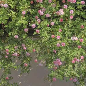 音频提取_234455_track1