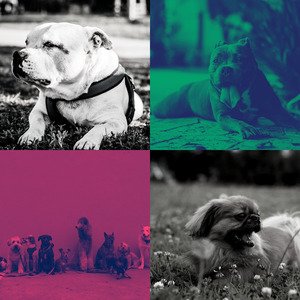 抚慰的小狗回忆