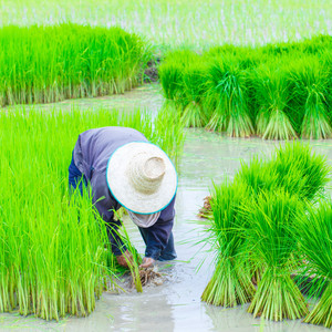 Unveiled Work Piano Grace