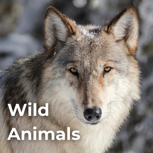 Monkey Howler in the Amazon Rainforest