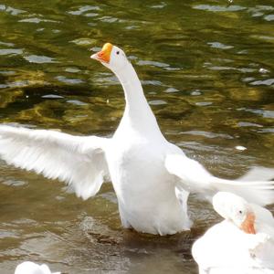 【鬼畜】鹅鹅鹅之歌