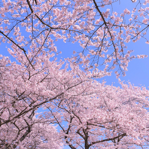 すってんころりん