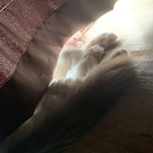 留下送你的歌（Pord.by EVO MUSIC）