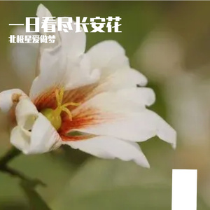 一日看尽长安花