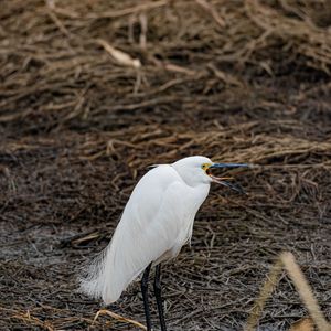 敢教天下无风尘（翻唱）