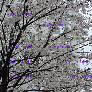 벚꽃이 그대라서
