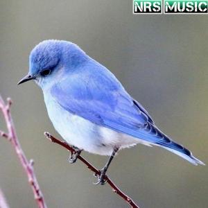 K Kabootar New Hariyanvi Songs (feat. Narendra baleta, Babli mahar, Kr Devta & Aamin barudi) (Manish nantodi Remix Radio Edit)