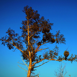 A Twelve And Half Billion Army Of Empty Hazelnut Shells Ready To Conquer The Kingdom Of Unsuspecting Chestnuts
