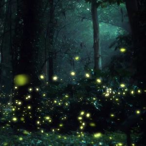 夜的萤火虫和你（古筝版）