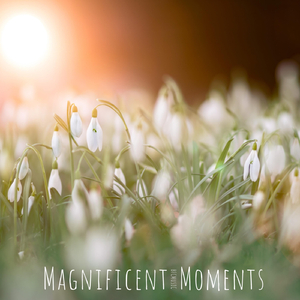 Magnificent Moments