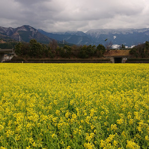 MINE MARU TRAX 45 SNOW RHYTHM 2