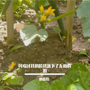 如同栀子花热烈肆意的生长