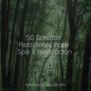 Armonías Encantadas del Desierto