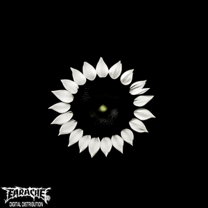 ASTERACEAE
