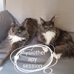 Physiotherapy Session