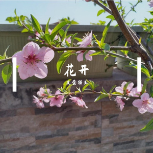 花开