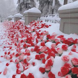 姐的爱过期不候