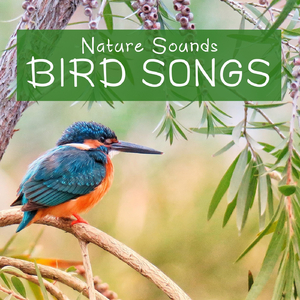 Nature Sounds: Bird Songs, Pt. 04