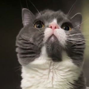 去有风的地方_Pluto