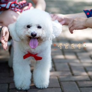 星空旋律 (吉他)