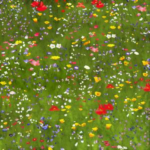 Lil' Song (feat. Sara Ciancetta)