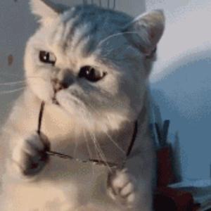 怪可爱的（翻自 花少北/老番茄/中国BOY超级大猩猩/LexBurner/某幻君）