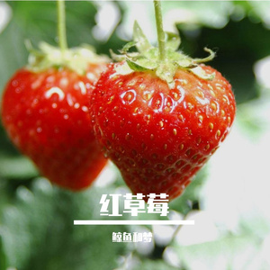 红草莓原声