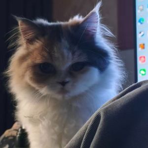 猫了个咪
