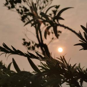 梦的翅膀受了伤