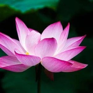 长亭路 (打坐轻音乐)