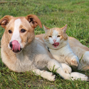 Gentle Tunes for Animal Rest