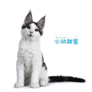 心动甜蜜 (猫猫应激安抚)