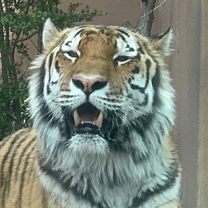 ウジャトの眼
