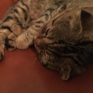 After 17（Kidult）