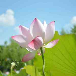 丝竹幽韵 (笛子舒缓)