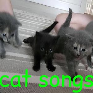 Yucky Cat Song (meow)