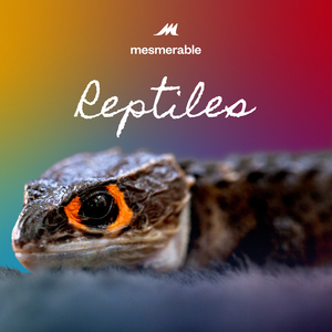 Reptiles