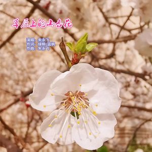 草原上的山杏花【朱永飞】 伴奏