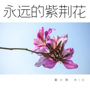 永远的紫荆花-夏小雨MIO