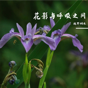花影草丛中的呼吸 1