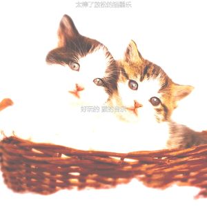 微妙的放松的猫心情