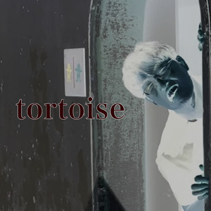 tortoise