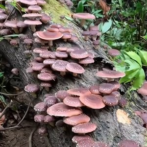 微灯旧约