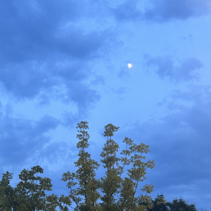 池中物（EVO MUSIC ）