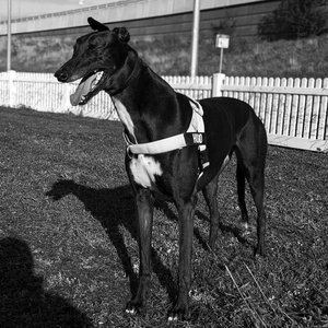 Growler (Rework Version 7)